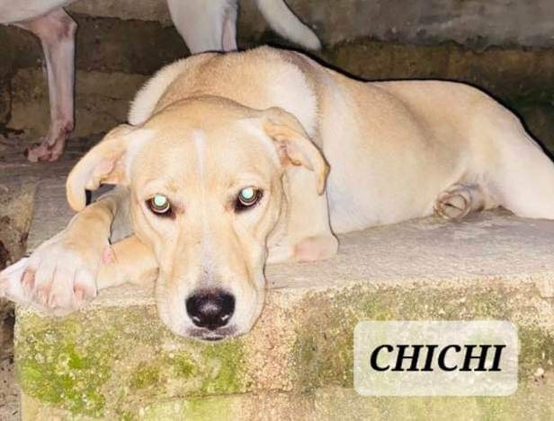 CHICHI, Adoptable, Adult Female Labrador Retriever.