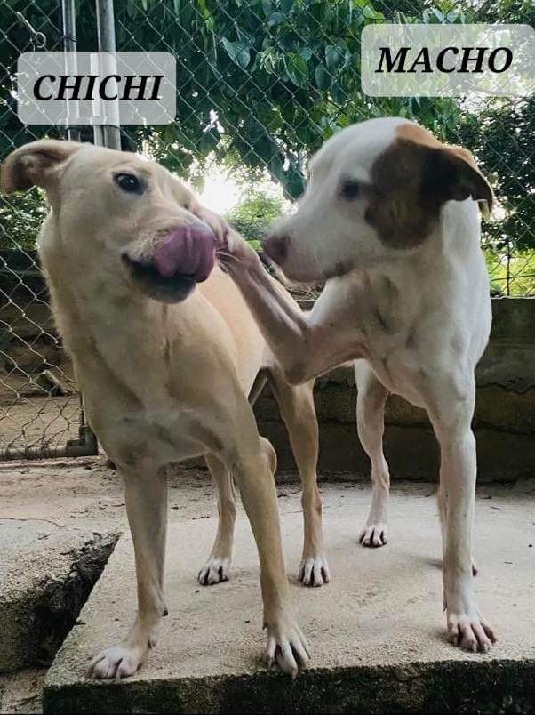 CHICHI, a Adoptable mixed breed in Villalba, PR image 2/6