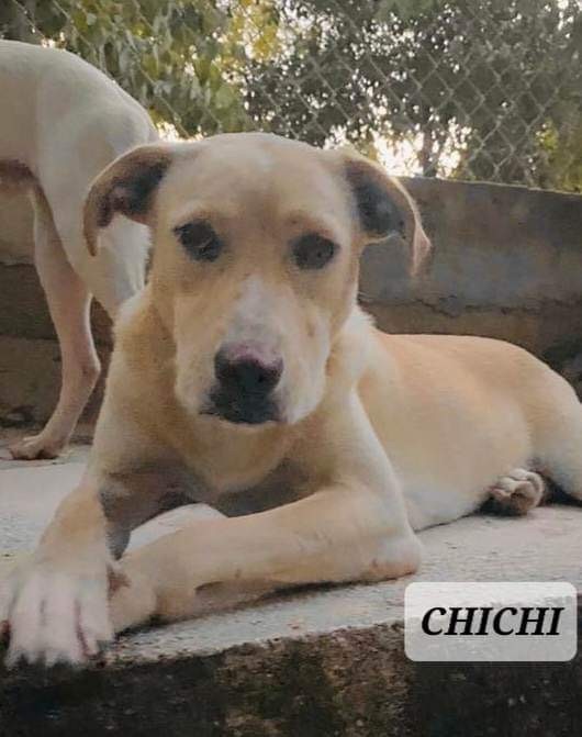 CHICHI, a Adoptable mixed breed in Villalba, PR image 3/6