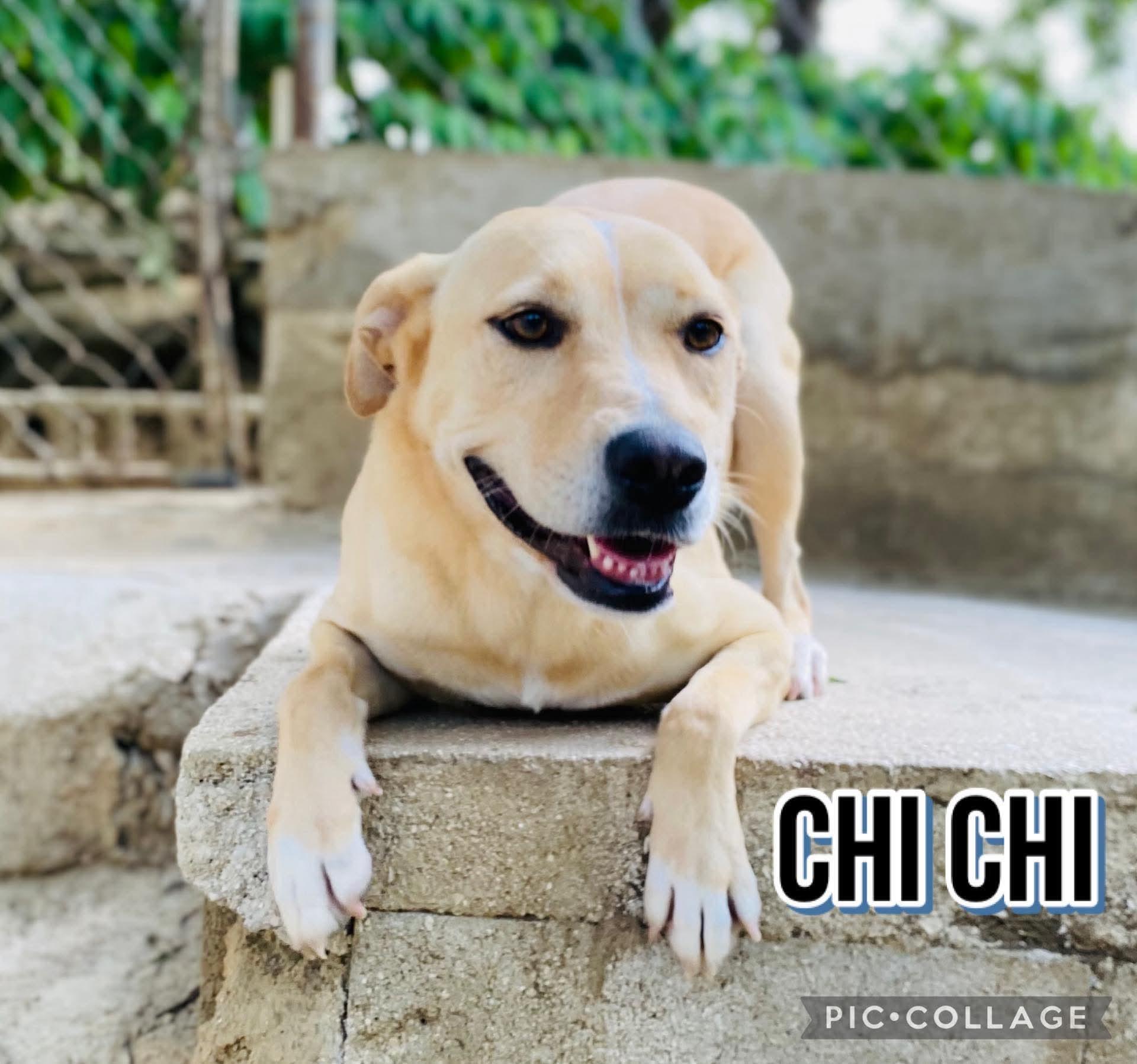 CHI CHI, a Adoptable mixed breed in Villalba, PR image 3/6
