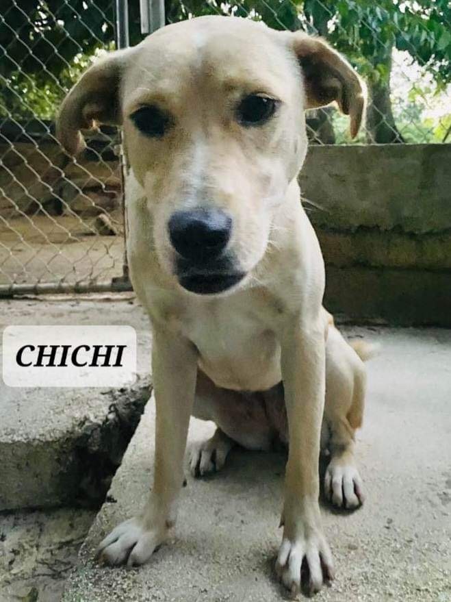 CHICHI, a Adoptable mixed breed in Villalba, PR image 4/6