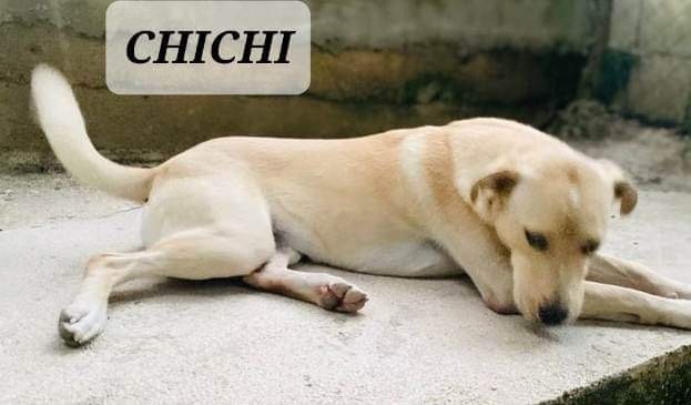 CHICHI, a Adoptable mixed breed in Villalba, PR image 5/6