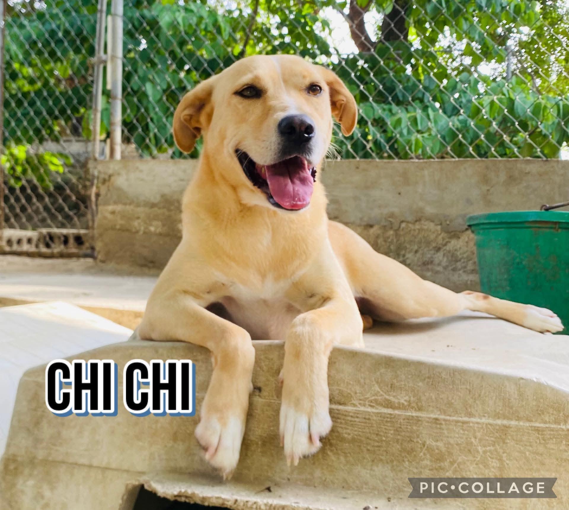 CHI CHI, a Adoptable mixed breed in Villalba, PR image 1/6