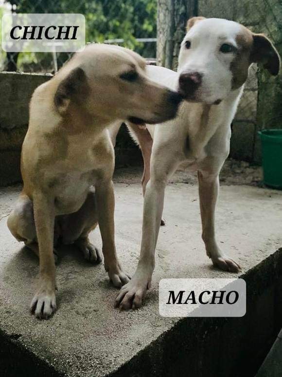 CHICHI, a Adoptable mixed breed in Villalba, PR image 6/6