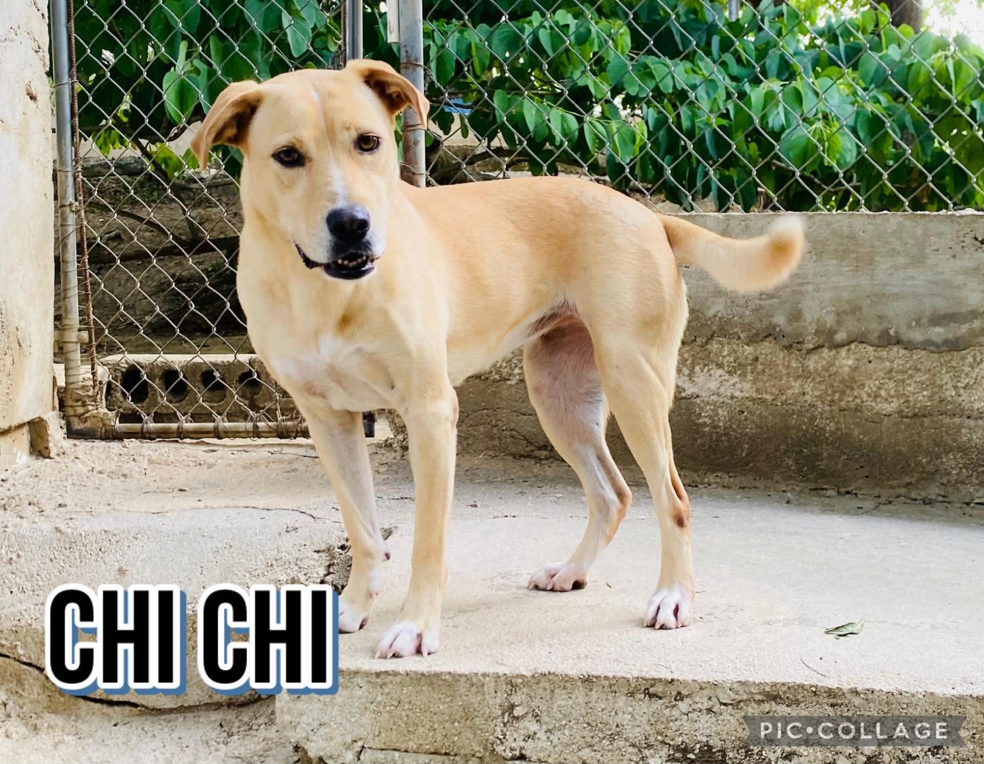 CHI CHI, a Adoptable mixed breed in Villalba, PR image 2/6
