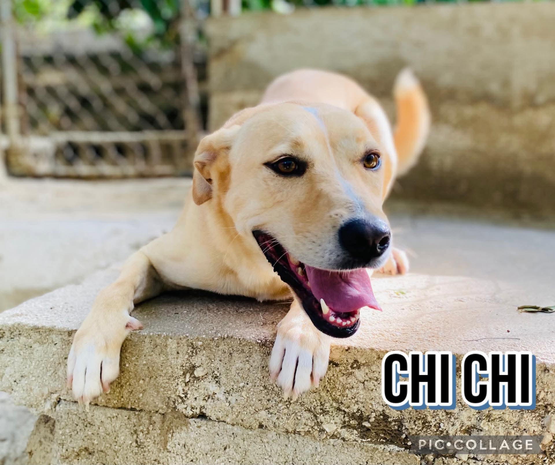 CHI CHI, a Adoptable mixed breed in Villalba, PR image 4/6