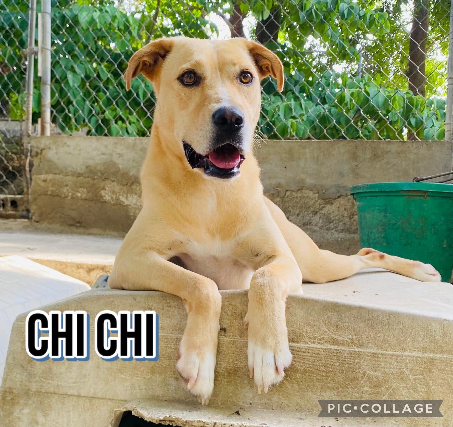 CHI CHI, a Adoptable mixed breed in Villalba, PR image 5/6