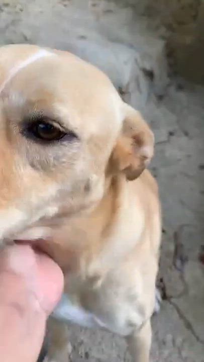 Enlarge CHI CHI, a Adoptable mixed breed in Villalba, PR video 6/6