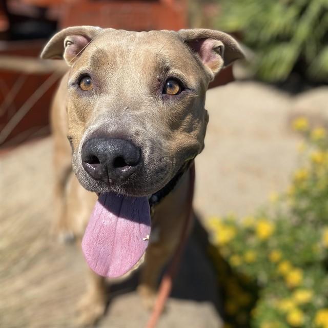 ZEKE, Adoptable, Young Male Pit Bull Terrier.