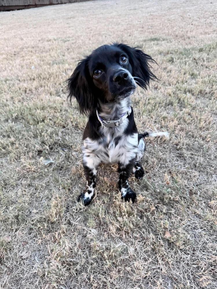 Pebbles Casa, Adoptable, Puppy Female Spaniel.