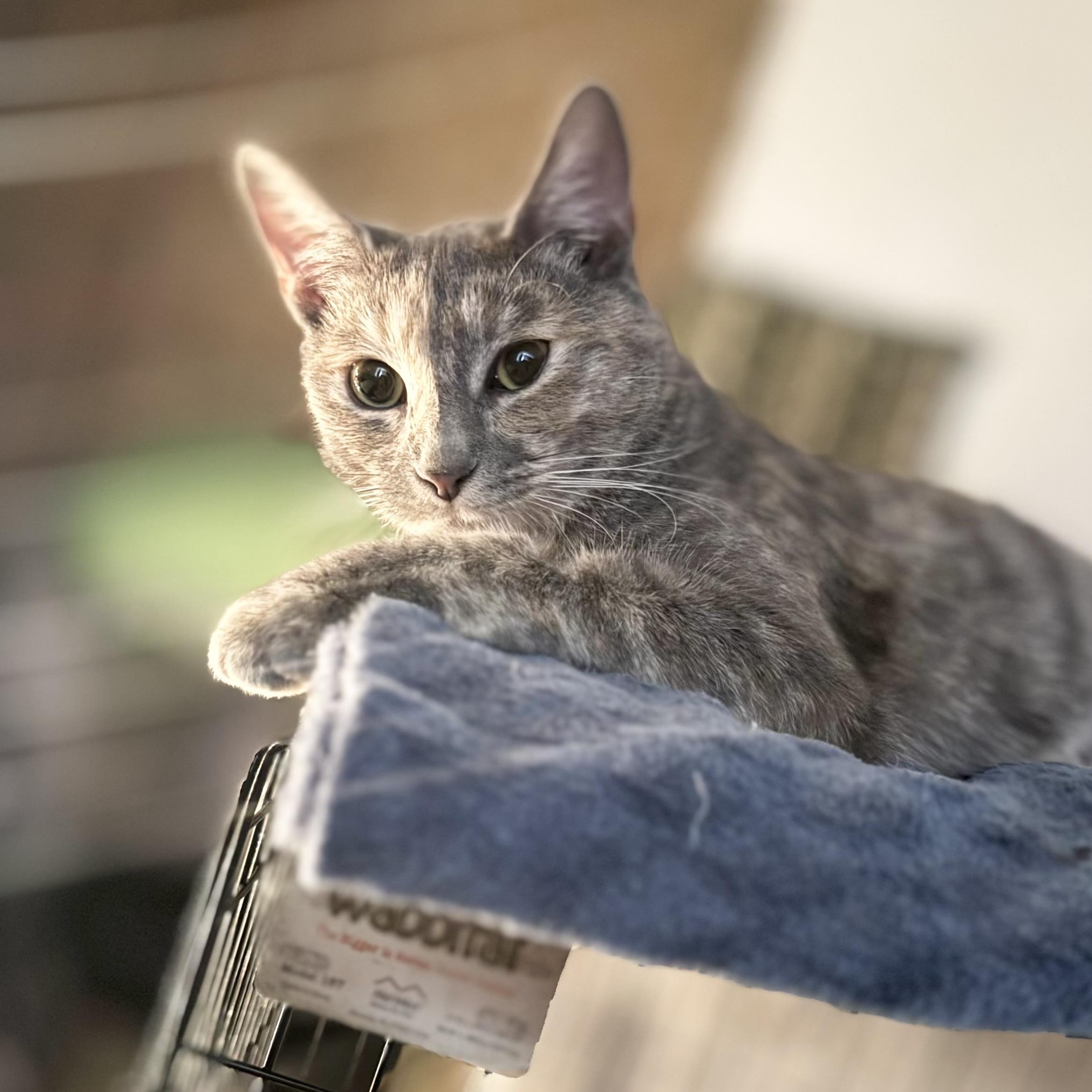 Beatrice, adopted, Kitten Female Dilute Calico.