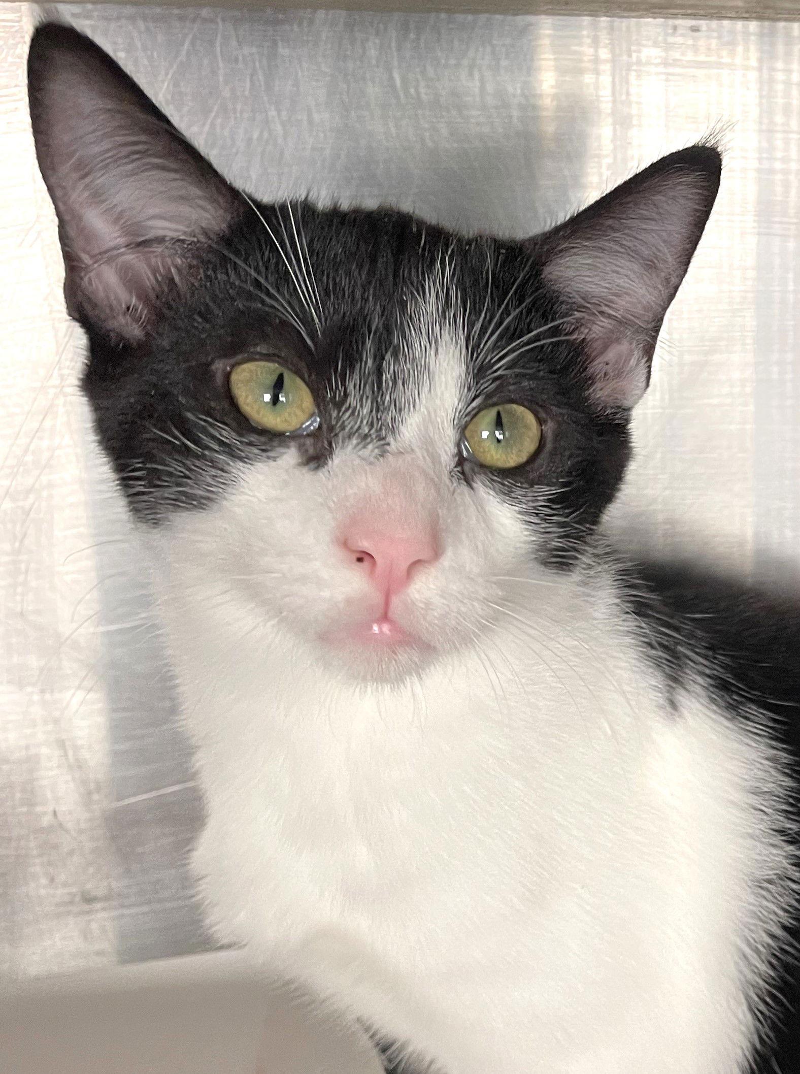 Enlarge Duke, a Adoptable Domestic Short Hair in Carrollton, GA image 1/3