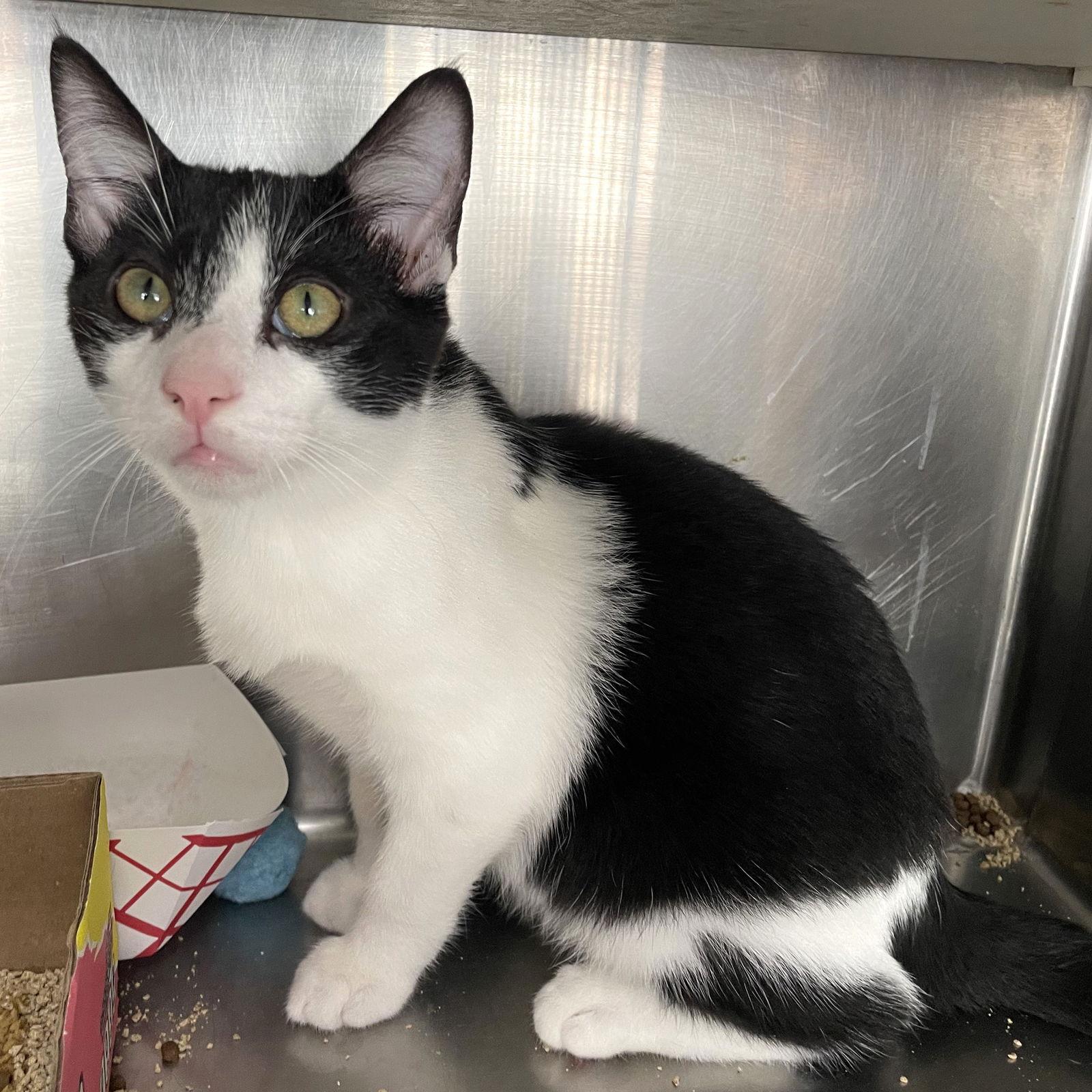 Enlarge Duke, a Adoptable Domestic Short Hair in Carrollton, GA image 2/3