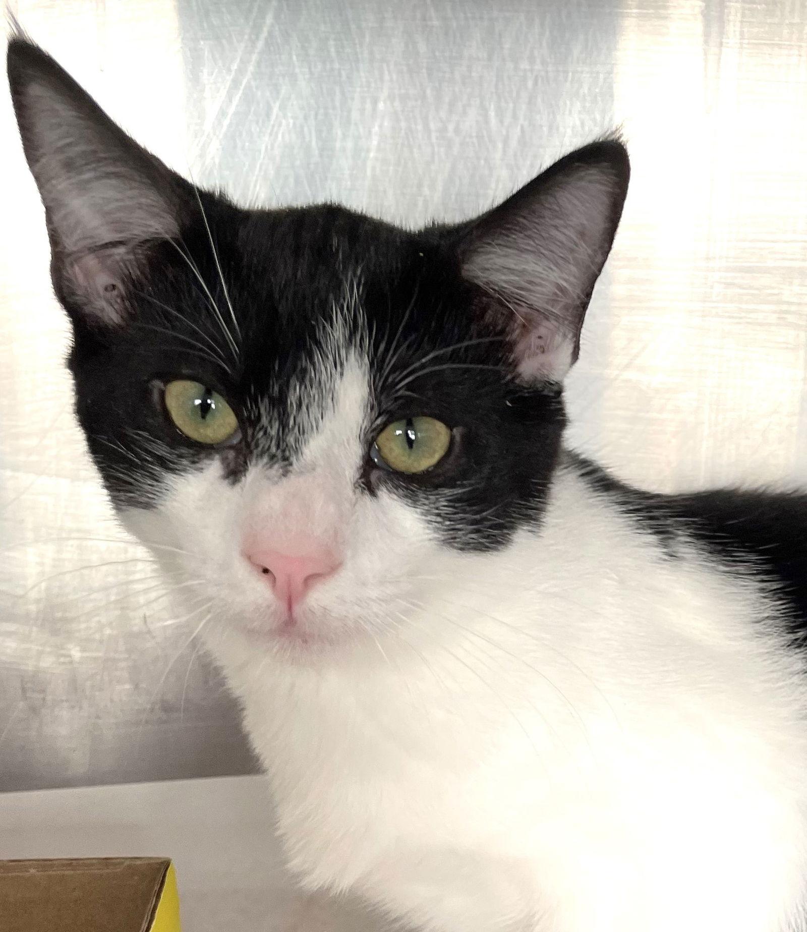 Duke, Adoptable, Young Male Domestic Short Hair.