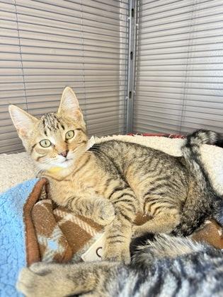 Monopoly, Adoptable, Kitten Male Domestic Short Hair & Domestic Short Hair.