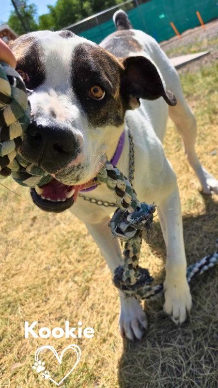 Kookie (Starla), a Adoptable mixed breed in Monte Vista, CO image 1/3
