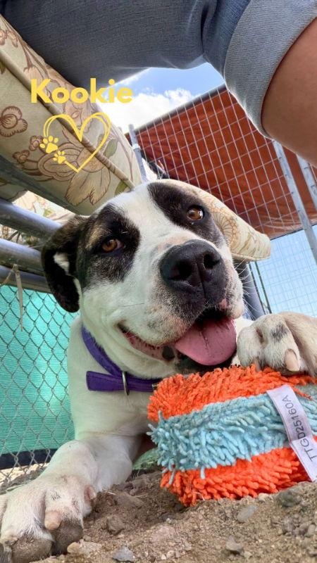 Kookie (Starla), Adoptable, Adult Female Boxer & Pit Bull Terrier.