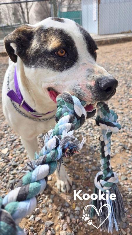 Enlarge Kookie (Starla), a Adoptable mixed breed in Monte Vista, CO image 2/3
