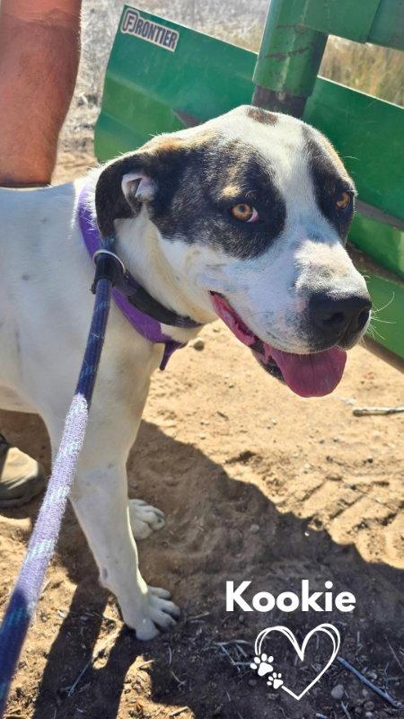 Enlarge Kookie (Starla), a Adoptable mixed breed in Monte Vista, CO image 3/3