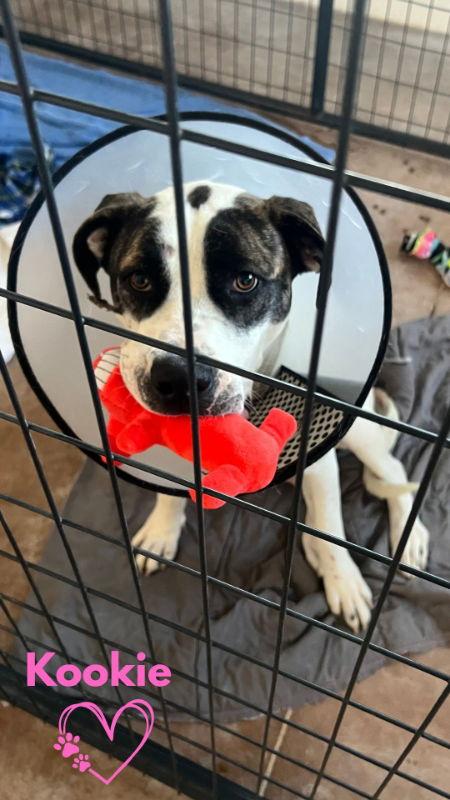 Kookie (Starla), Adoptable, Adult Female Boxer & Pit Bull Terrier.