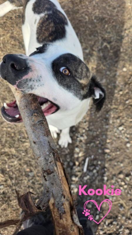 Enlarge Kookie (Starla), a Adoptable mixed breed in Monte Vista, CO image 3/3