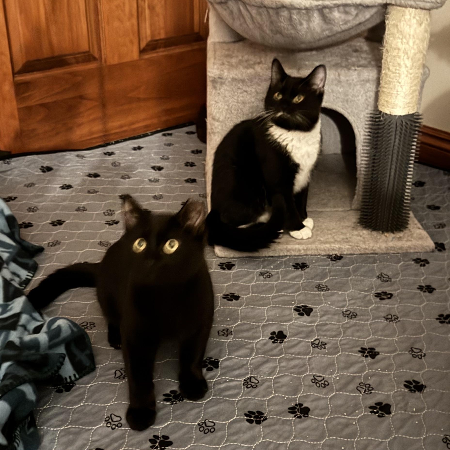 Windy (f) & Storm (m), ADOPTABLE, Kitten Male American Shorthair.