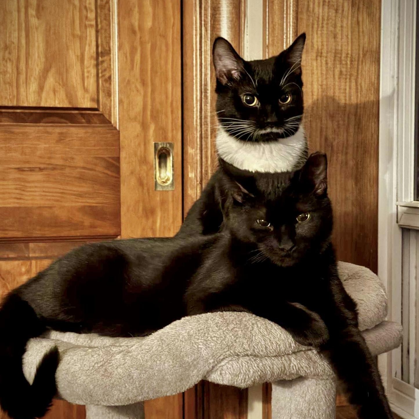 Windy (f) & Storm (m), ADOPTABLE, Kitten Male American Shorthair.