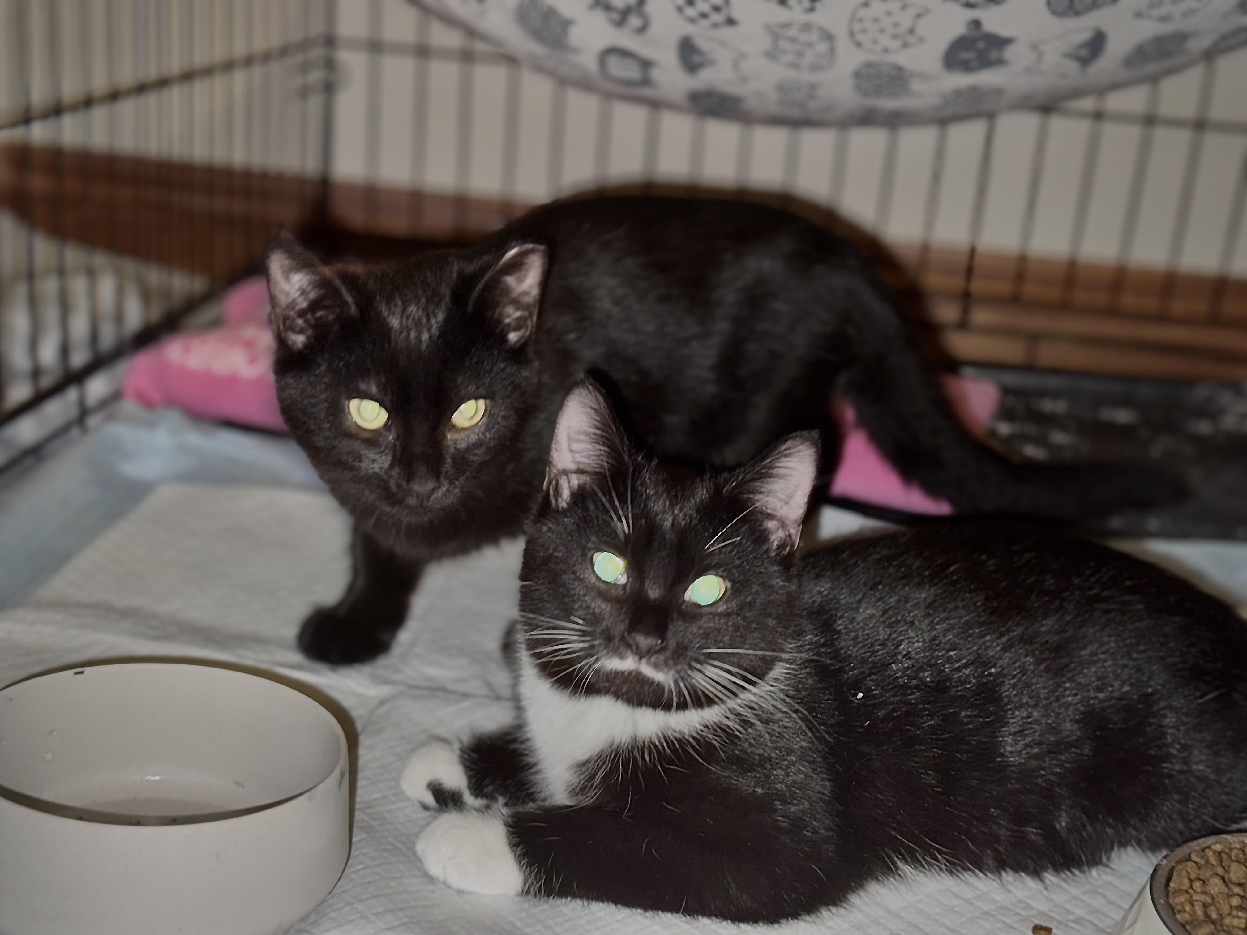 Windy (f) & Storm (m), a ADOPTABLE American Shorthair in Milwaukee, WI image 2/4