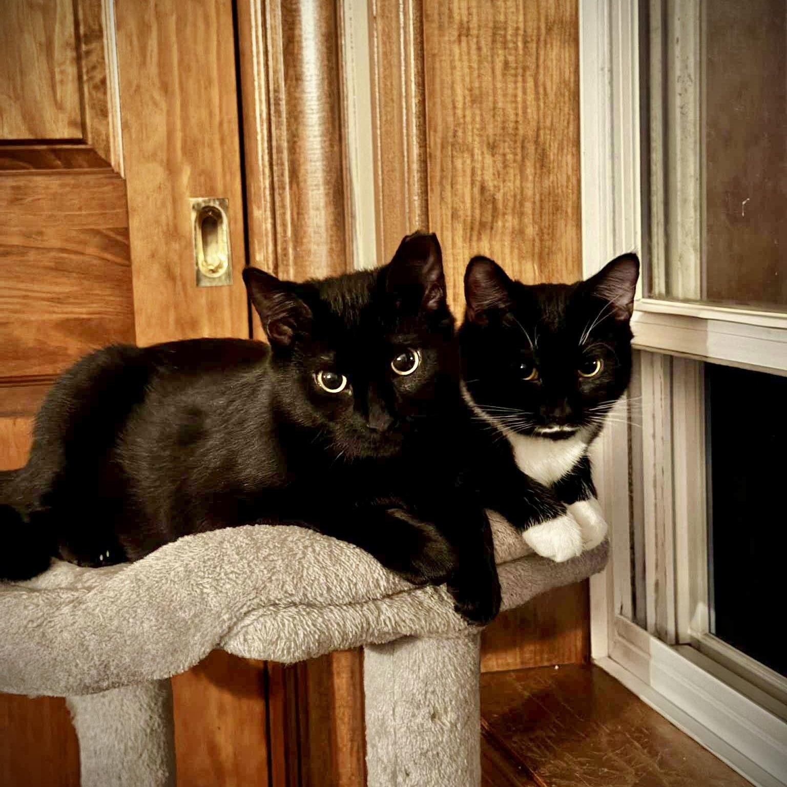 Windy (f) & Storm (m), ADOPTABLE, Kitten Male American Shorthair.