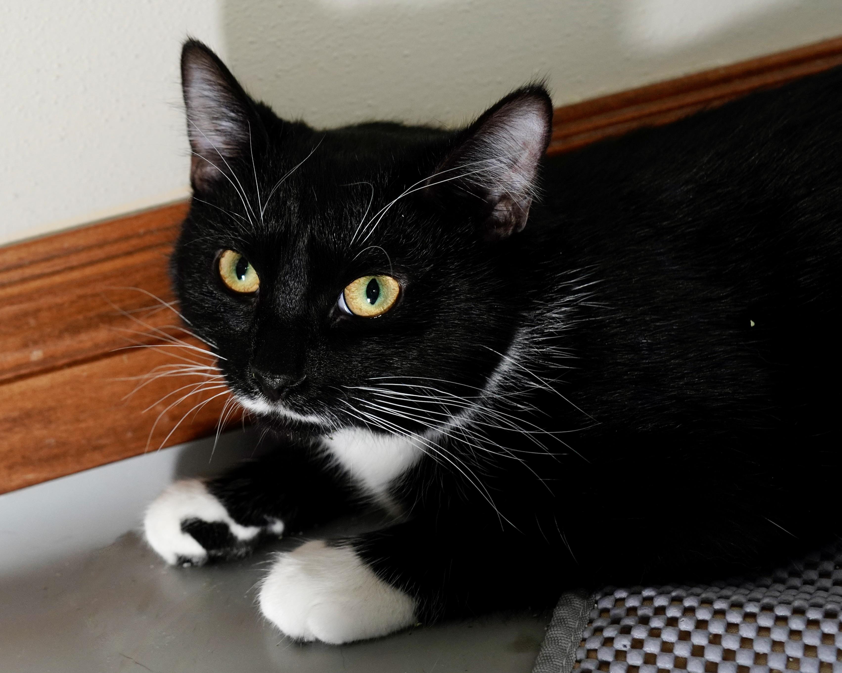 Enlarge Windy (f) & Storm (m), a ADOPTABLE American Shorthair in Milwaukee, WI image 3/6