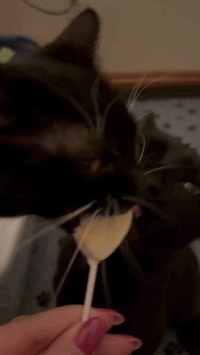 Enlarge Windy (f) & Storm (m), a ADOPTABLE American Shorthair in Milwaukee, WI video 6/6