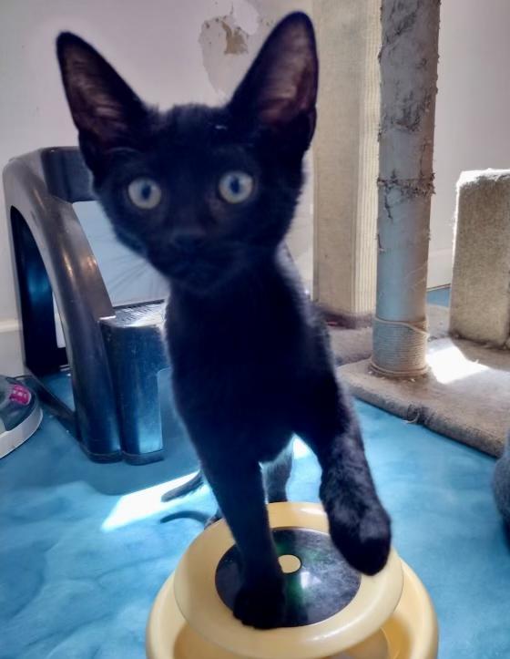 Raven, adopted, Young Female Domestic Short Hair.
