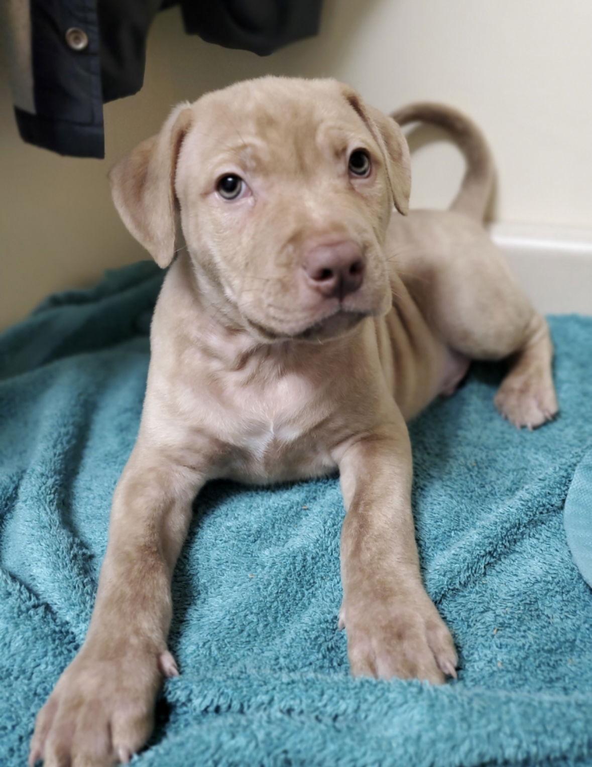 Enlarge Gusto, a ADOPTABLE mixed breed in Pottstown, PA image 1/1