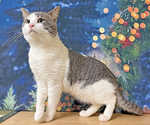 Enlarge Fred, an adoptable Domestic Short Hair in Amery, WI image 1/1
