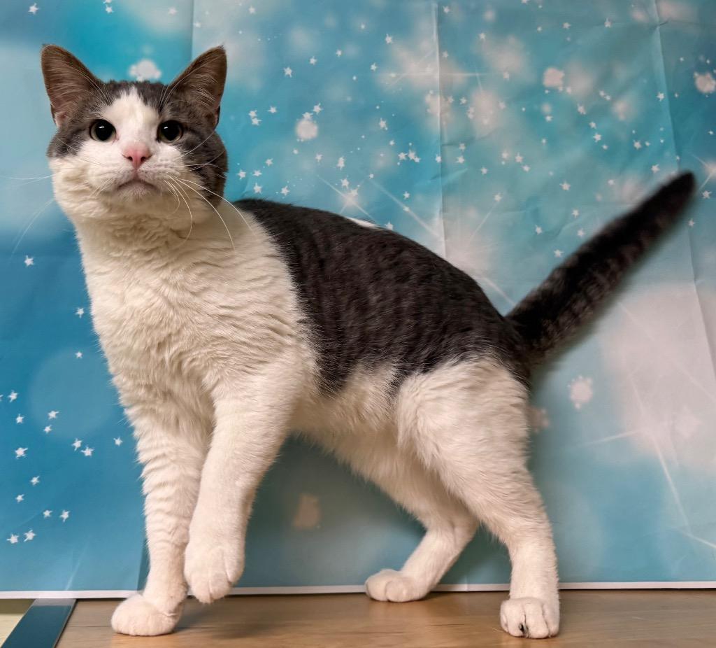 Enlarge Fred, an adoptable Domestic Short Hair in Amery, WI image 3/4