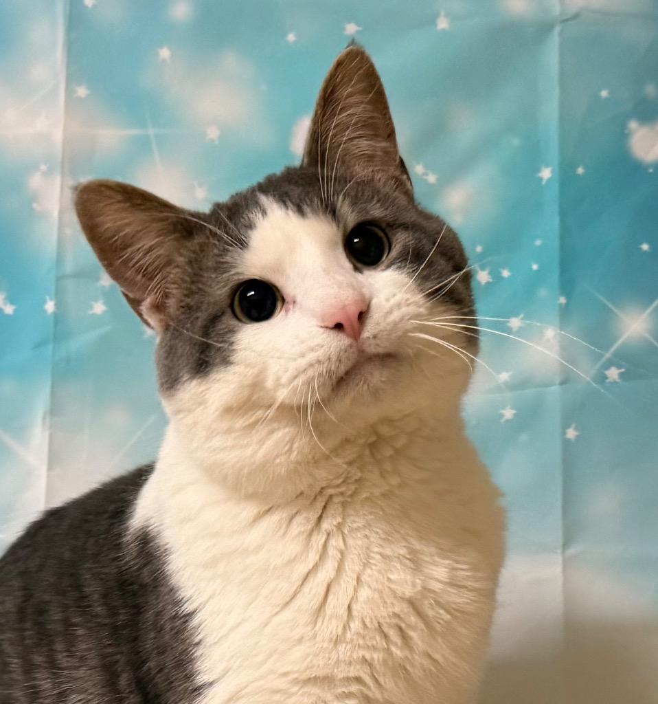 Enlarge Fred, an adoptable Domestic Short Hair in Amery, WI image 1/4