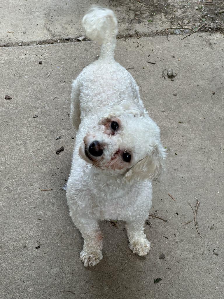 Reba, a Adopted Bichon Frise in Buffalo, NY image 1/3
