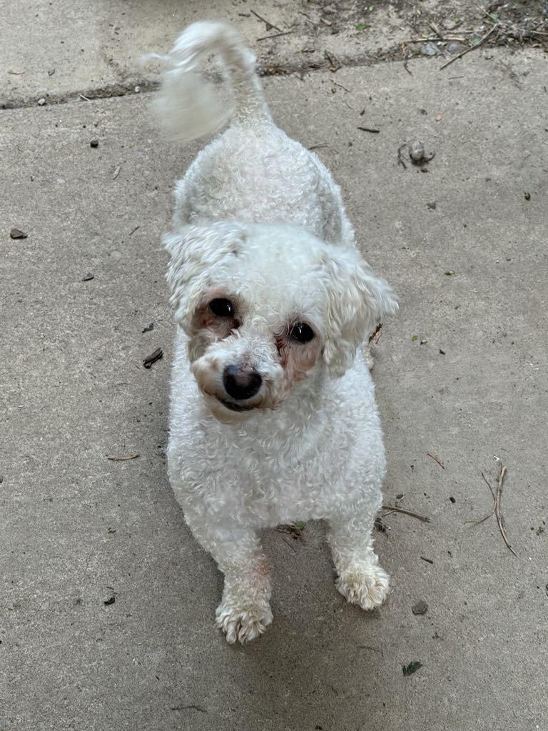 Reba, a Adopted Bichon Frise in Buffalo, NY image 2/3