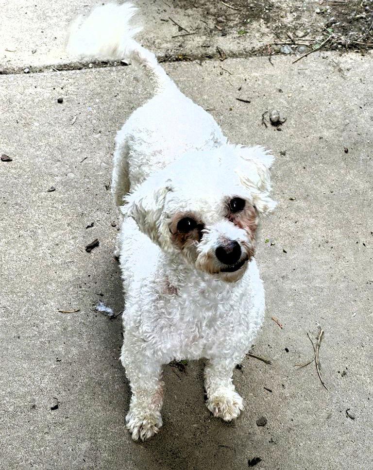 Reba, a Adopted Bichon Frise in Buffalo, NY image 3/3