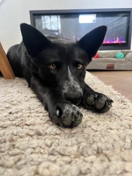 Enlarge RAVEN, a Adoptable mixed breed in Broomfield, CO image 1/2