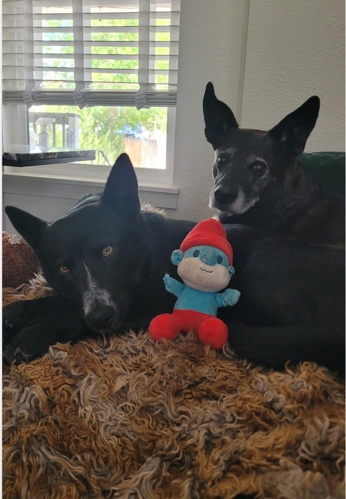 Enlarge RAVEN, a Adoptable mixed breed in Broomfield, CO image 2/2