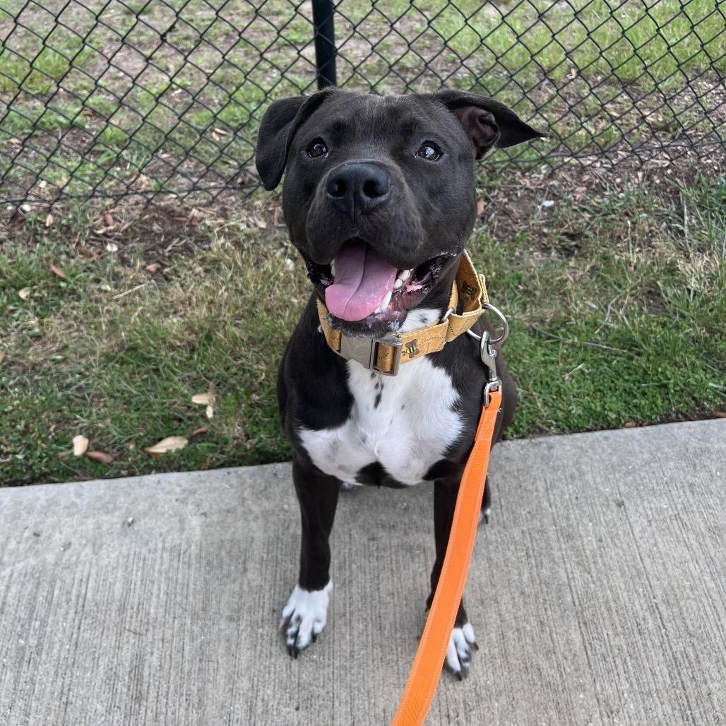 Vinny, Adoptable, Adult Male Mixed Breed.