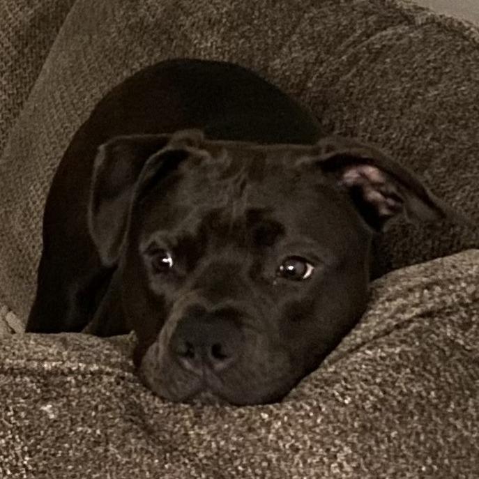 Enlarge Vinny, a Adoptable Mixed Breed in Jacksonville, FL image 2/6