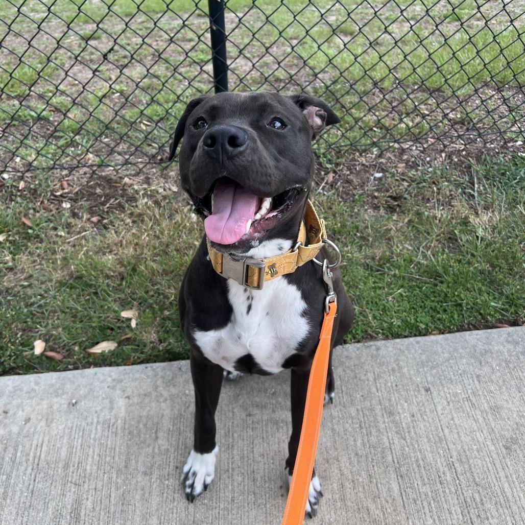 Vinny, a Adoptable Mixed Breed in Jacksonville, FL image 2/5