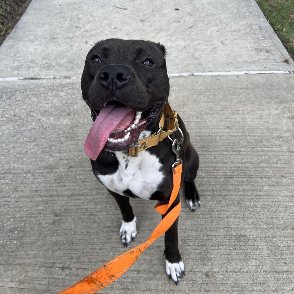 Vinny, a Adoptable Mixed Breed in Jacksonville, FL image 3/5