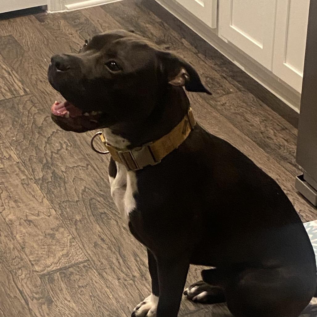 Vinny, a Adoptable Mixed Breed in Jacksonville, FL image 4/5