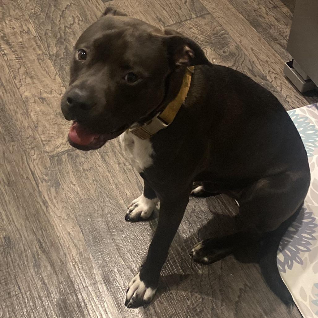 Vinny, a Adoptable Mixed Breed in Jacksonville, FL image 5/5