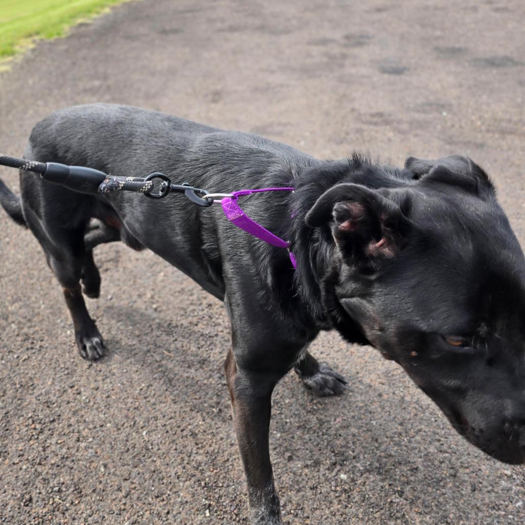 Enlarge CHUNKER, a Adoptable mixed breed in Holton, KS image 2/5