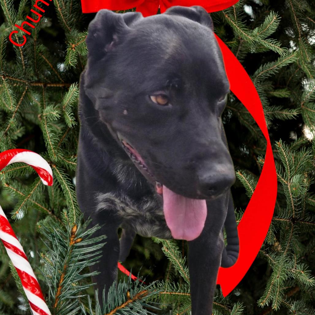 CHUNKER, Adoptable, Adult Male Black Labrador Retriever & Australian Cattle Dog / Blue Heeler.