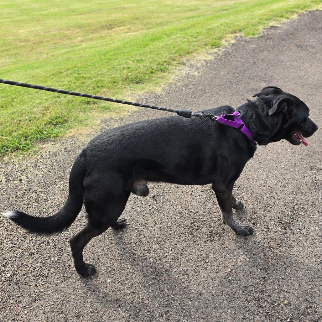 Enlarge CHUNKER, a Adoptable mixed breed in Holton, KS image 3/5